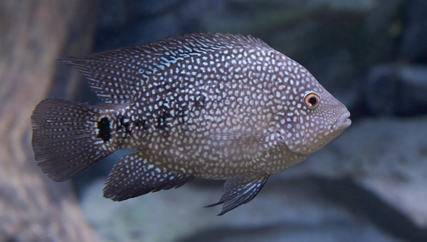  Texas Cichlid Species Summary