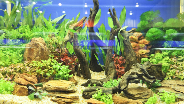 Texas Cichlid Substrate