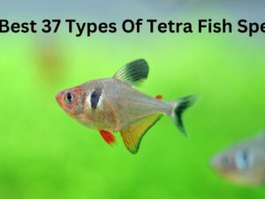 Types of Tetra Fish