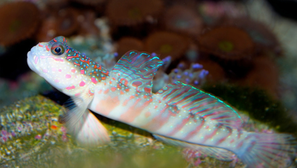 Violet Dragon Goby