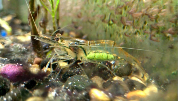 Whisker Shrimp Breeding