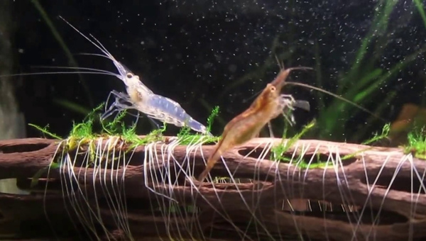 Whisker Shrimp Tank Decorations