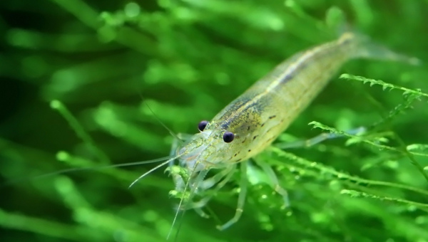 whisker shrimp