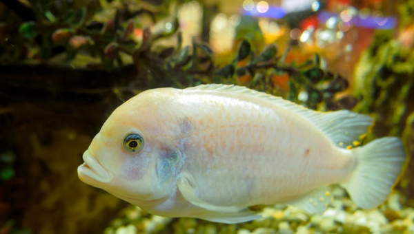 White Oscar Fish