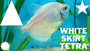 White Skirt Tetra