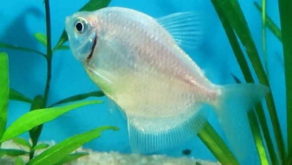 White Skirt Tetra Appearance