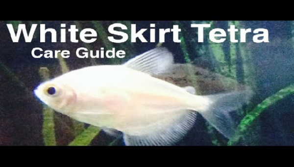 White Skirt Tetra Care Guide