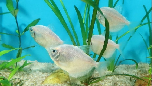 White Skirt Tetra Species Summary