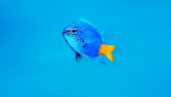 Yellowtail Damselfish (Chrysiptera parasema)