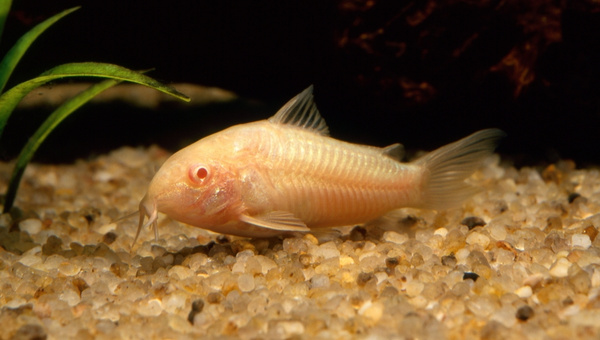 Albino Cory