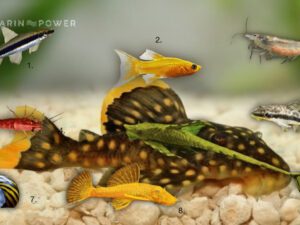 Algae Eaters
