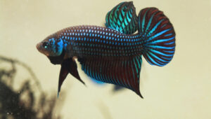 Alien Betta