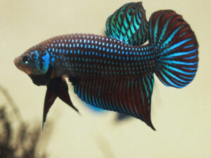 Alien Betta