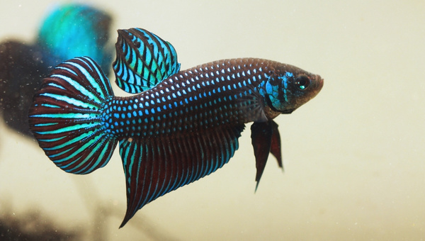 Alien Betta Appearance