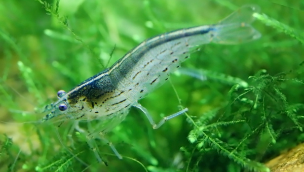 Amano Shrimp