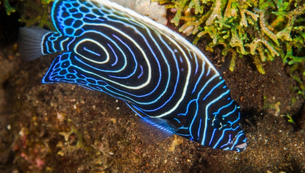 Appearance Of Juvenile Emperor Angelfish