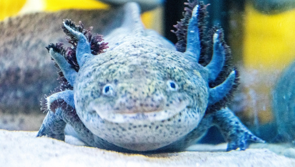 Axolotl And Egg Laying