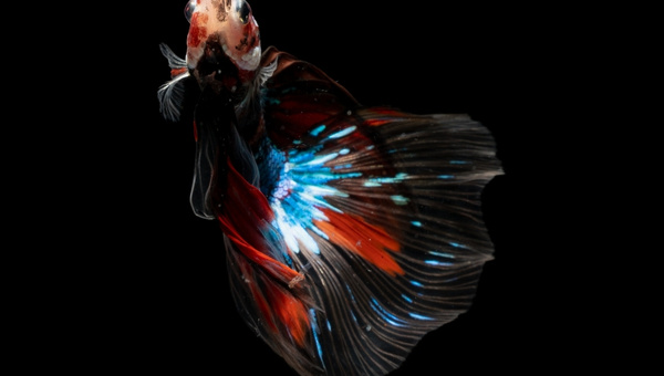 Betta Fish Fin Rot Treatment