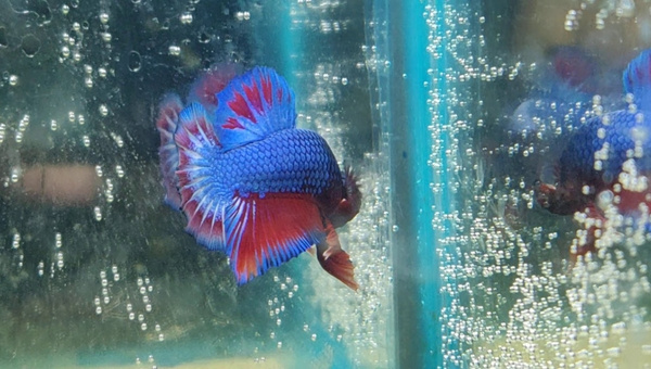 Bi-color Betta 