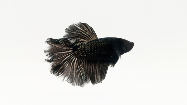 Black Orchid Betta Breeding