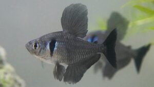 Black Phantom Tetra