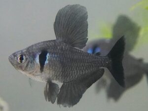 Black Phantom Tetra
