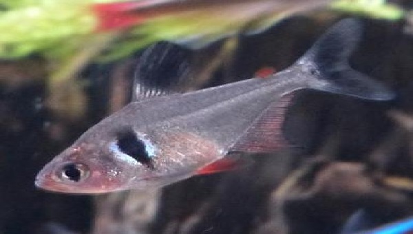 Black Phantom Tetra Appearance