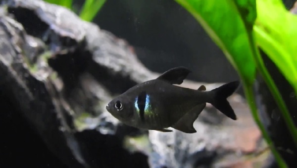 Black Phantom Tetra Behavior