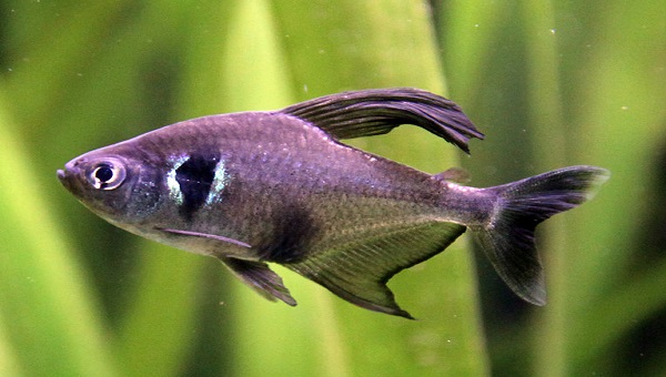 Black Phantom Tetra Eggs And Incubation