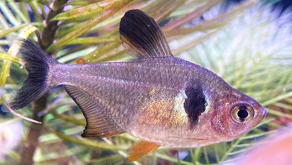 Black Phantom Tetra Shedding And Body Patterning