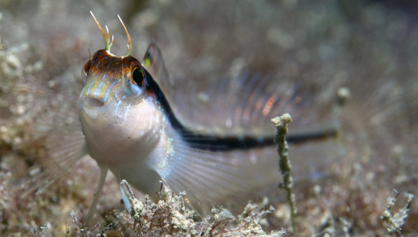 Blenny Summary