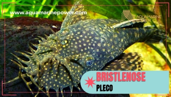 Bristlenose Pleco