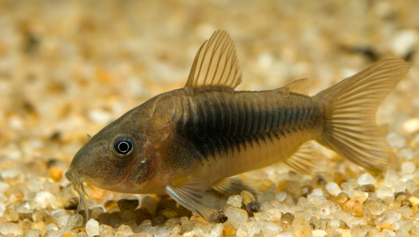 Bronze Cory