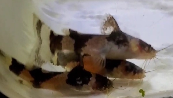 Bumblebee Catfish Breeding