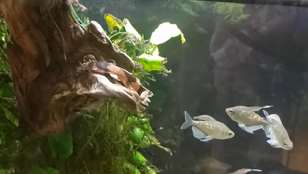 Bumblebee Catfish Tank Mates