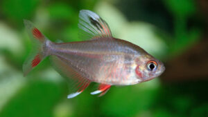 Candy Cane Tetra