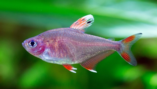 Candy Cane Tetra Behavior & Temperament