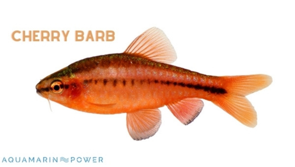 Cherry Barb