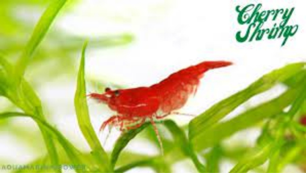 Cherry Shrimp