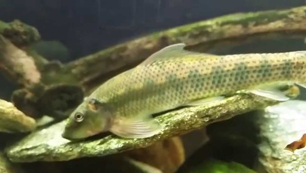 Chinese Algae Eater