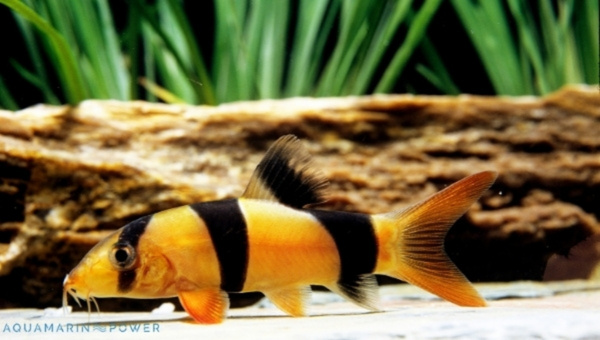 Clown Loach