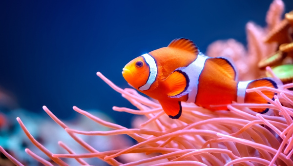 Clownfish Appearance