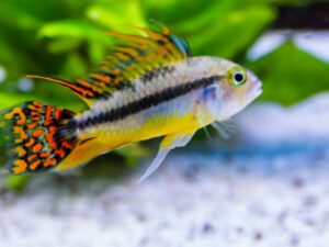 Cockatoo Cichlid