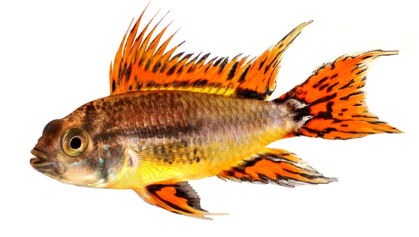 Cockatoo Cichlid Appearance