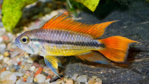 Cockatoo Cichlid Behavior and Temperament