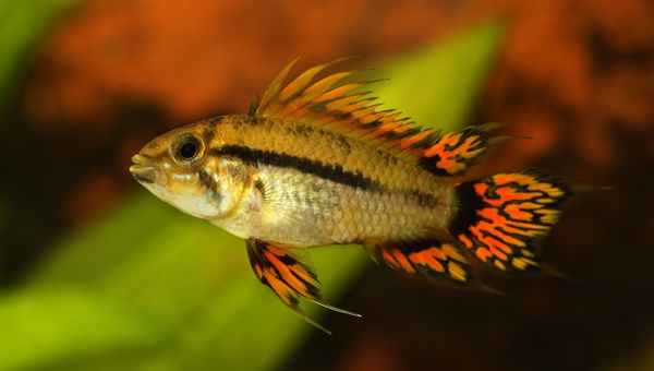 Cockatoo Cichlid Breeding