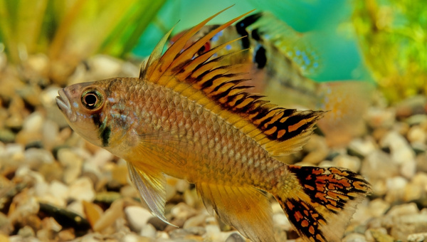 Cockatoo Cichlid Common Possible Diseases