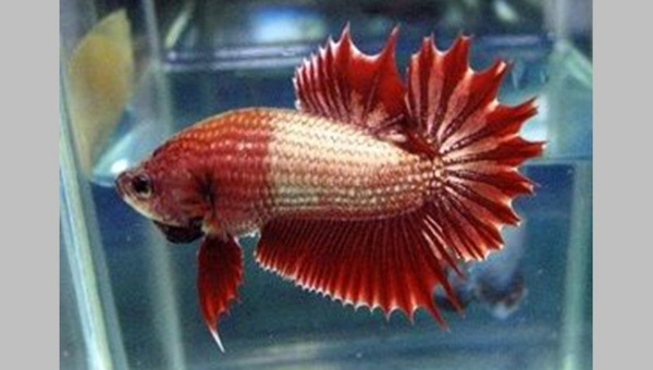 Combtail Betta