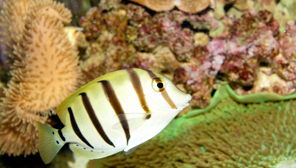 Convict Tang Appearance