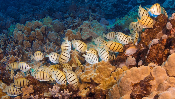 Convict Tang Habitat and Natural Environment